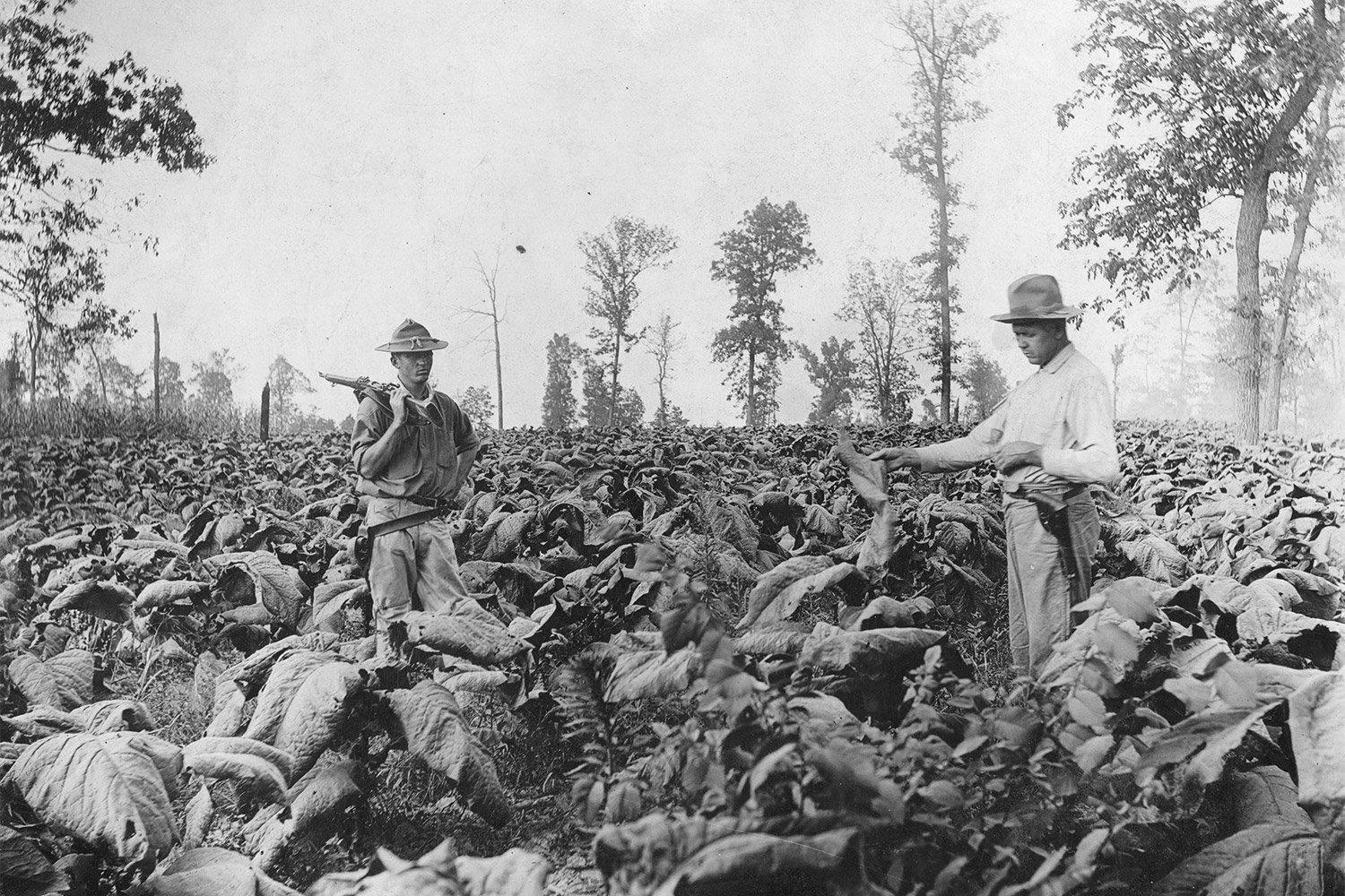 Tobacco field, archive photograph