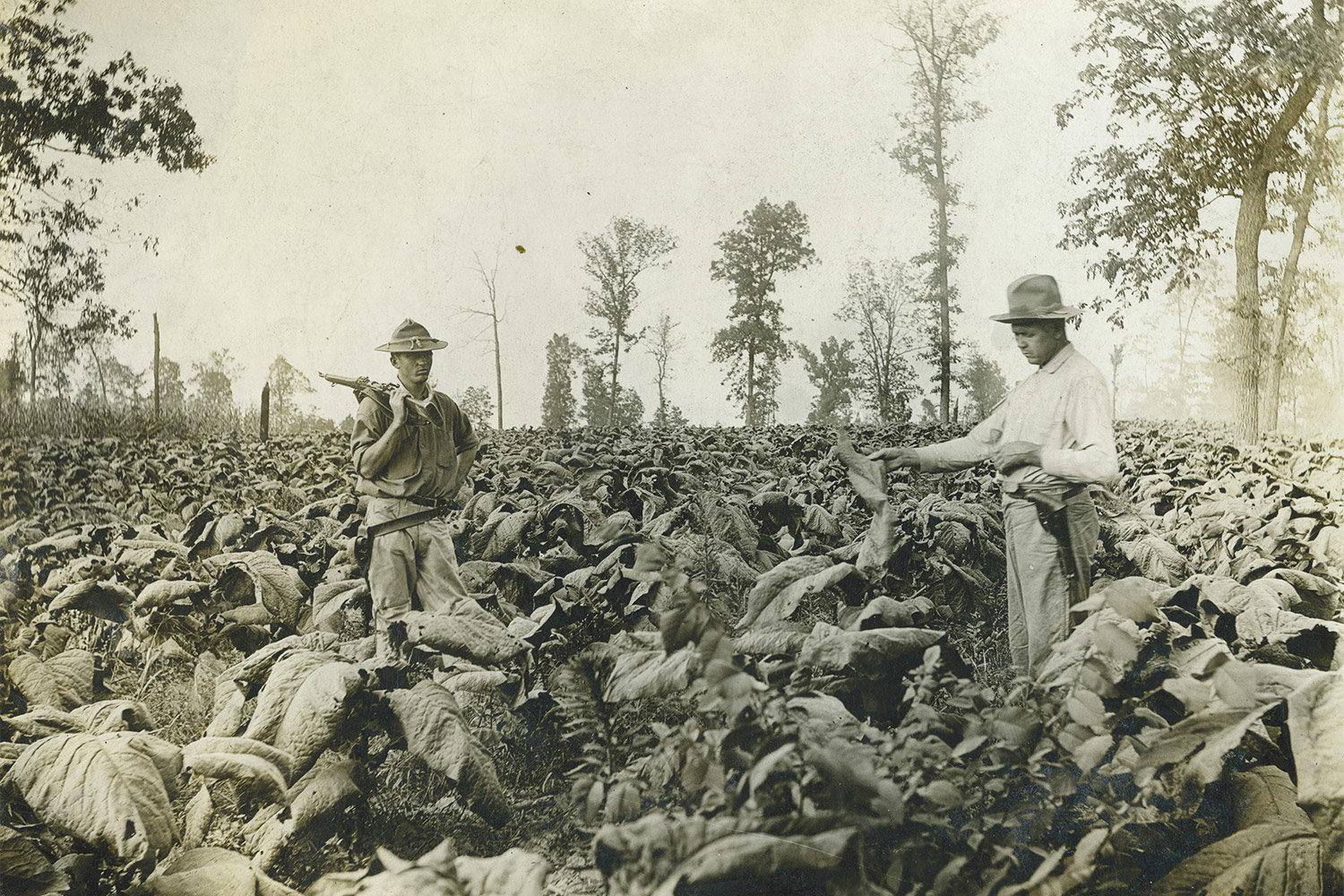 Tobacco field at harvest, archive photograph