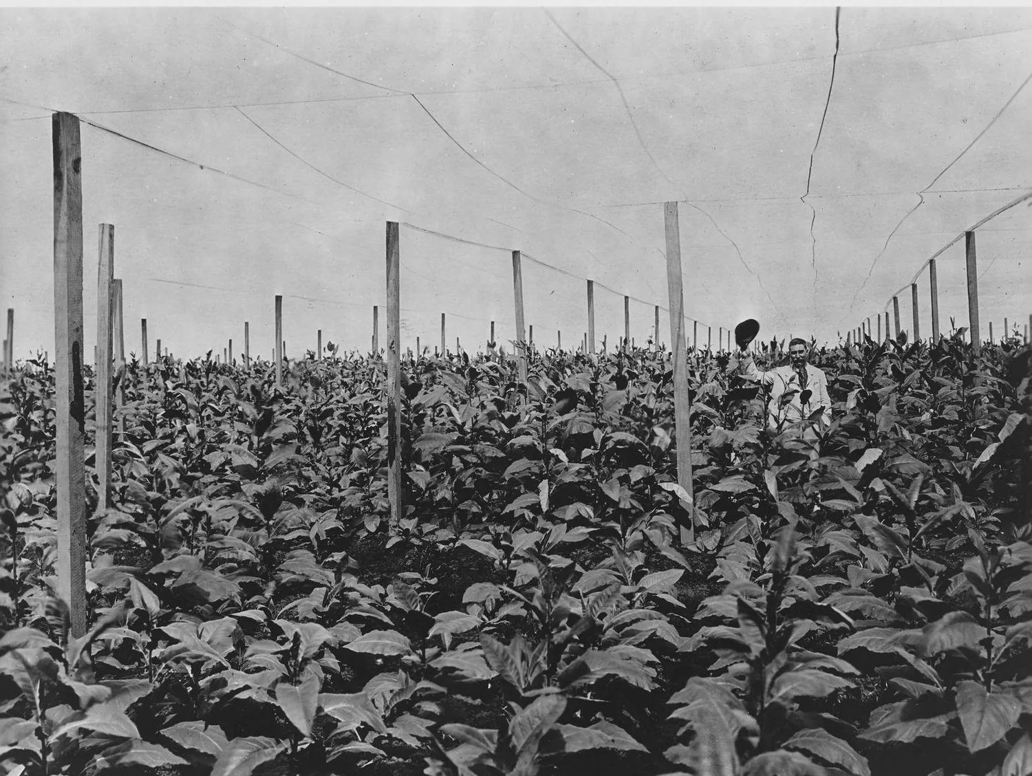 A tobacco plantation, archive photograph